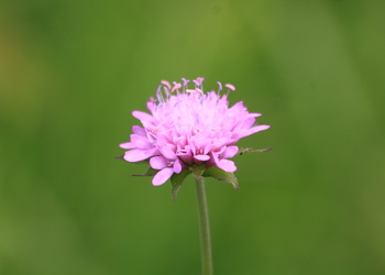 Wald Witwenblume (Knautia dryméia) - © Emanuel Trummer